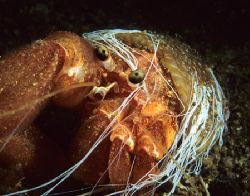 Hermit crab & cloak anemone.
Drake's Island, Plymouth.
... by Mark Thomas 